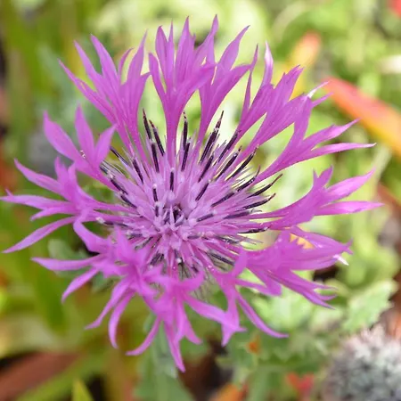 Lejlighed Bed&seaside - Bola Da Nivea *