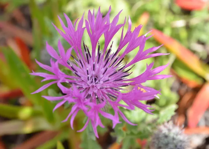 Apartmán Bed & Seaside - Bola Da Nivea *